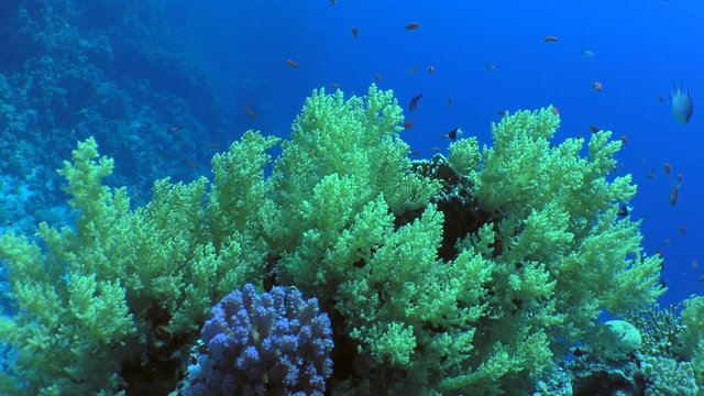 The camera passes over the bush of Broccoli coral (Litophyton arboreum), around which bright fish float.
