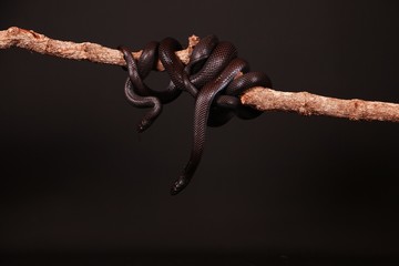 schwarze nattern auf einem ast