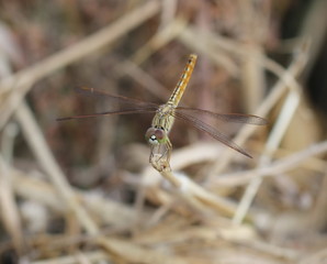 dragonfly