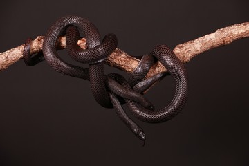 Obraz premium schwarze nattern auf einem ast