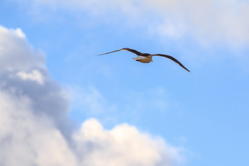 Seagull flying into the coulds