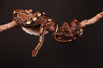 Naklejka premium 2 Pythons auf einem Ast