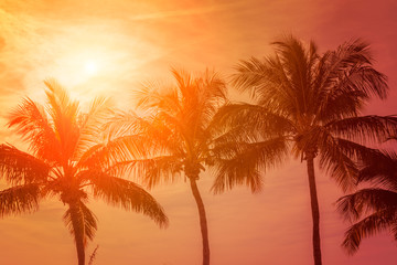 Tropical sunset with palm trees, hot summer day vacation background