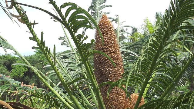 Leaves and the men's cone of the Cycas hanging (Cycas revoluta)