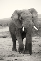 Fototapeta na wymiar Elephant 