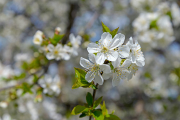 Blooming cherry branch