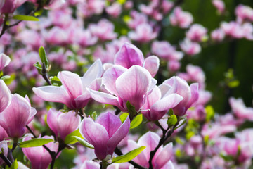 Fototapeta na wymiar pale pink magnolia flower