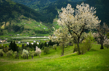 Fototapeta na wymiar Spring in the mountains. Blossoming trees on a green meadow near a small river in the Carpathian Mountains. Ukraine. Mountains meadow. Fresh greens bright color.