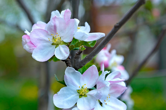Blossoming apple tree branch
