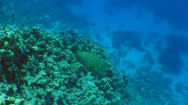 Humphead wrasse (Cheilinus undulatus) swims along the wall of a coral reef.

