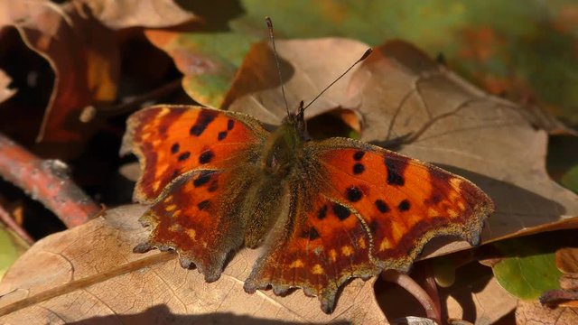 Butterfly Anglewings (Polygonia c-album) on fallen autumn leaves.
