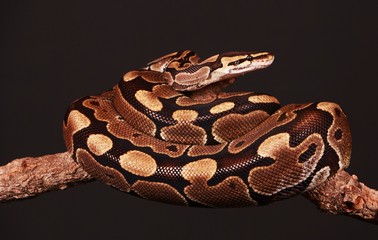 hübsche python liegt verschlungen auf einem Ast im schwarzen studio