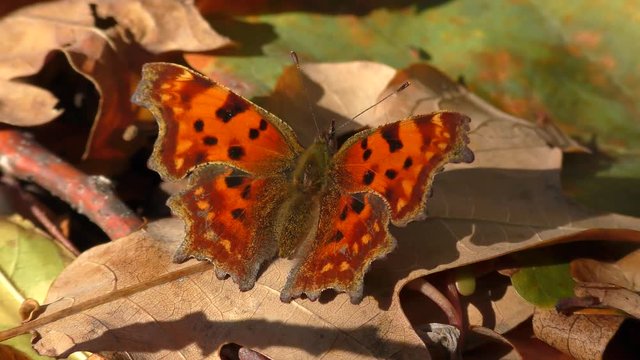 Butterfly Anglewings (Polygonia c-album) on fallen autumn leaves.
