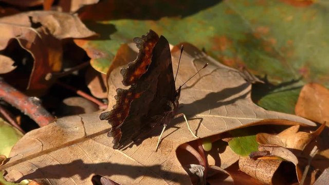 Butterfly Anglewings (Polygonia c-album) folds its wings.
