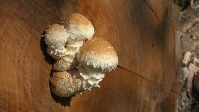 Several Honey fungus (Armillaria mellea) on a cut of a tree, close-up.
