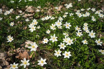 Anemone nemorosa flower in the forest in the sunny day. Wood anemone, windflower, thimbleweed.