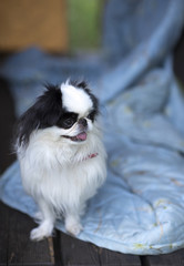 dog breed Japanese chin - 145474944
