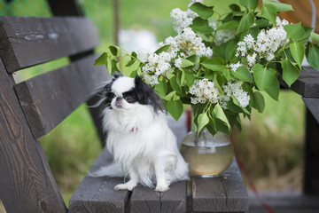 dog breed Japanese chin on the bench - 145474964