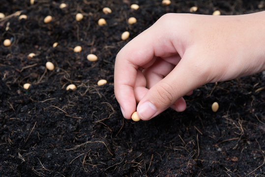 Female hand planting seed into ground soil , ecology growth concept background