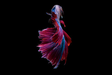 Obraz na płótnie Canvas Beautiful movements of the Siamese fighting fish.