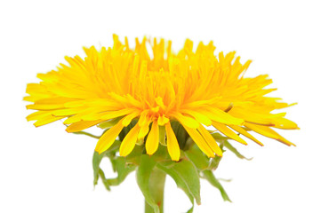 Naklejka premium Yellow Dandelion (Taraxacum Officinale) Flower