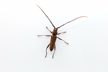 bug