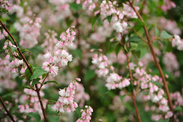 Deutzia Scabra Flowers