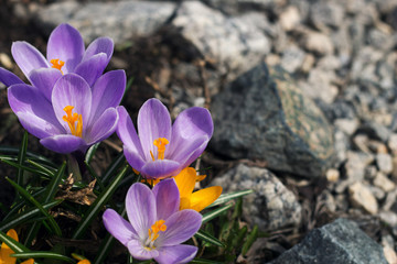 yellow and purple crocuses for the background