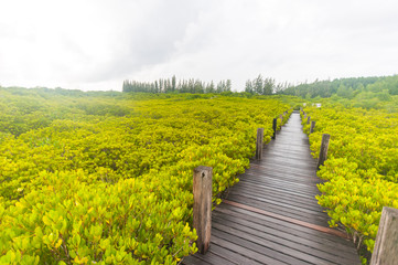Fototapeta na wymiar Walkway in mangrove forests, Thailand