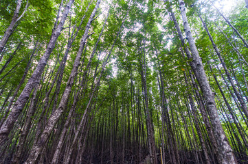 Fototapeta premium Looking up on the mangrove tree