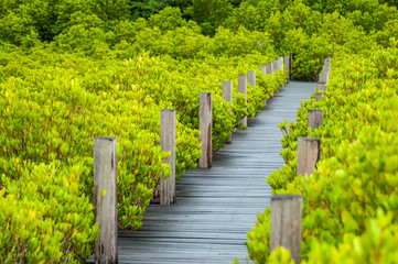 Walkway in mangrove forests, Thailand