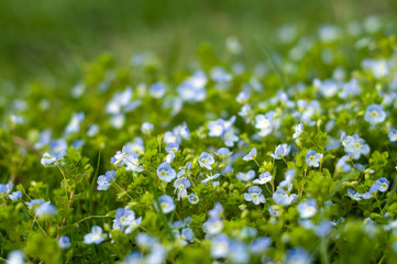 Field of blue flowers.Blue small wildflowers. The view from the top. Fresh small light blue flowers (forget-me-not) at the daylight. Small soft blue veronica persica flowers grow in spring outdoors.