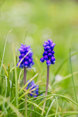 Blue muscari flowers also known as grape hyacinth. Green grassy background. 