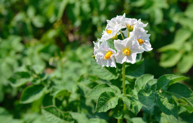 Organic potato blossoms in the garden