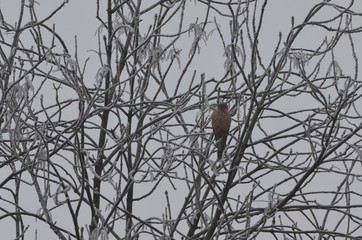 Faucon crécerelle (Falco tinnunculus)