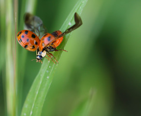 Coccinelle