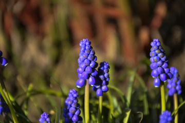 весенние цветы расцвели в городском парке
