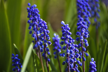 весенние цветы расцвели в городском парке