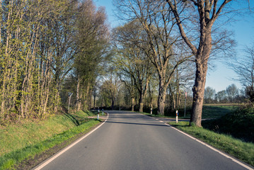 auf einer allee morgens alleine unterwegs