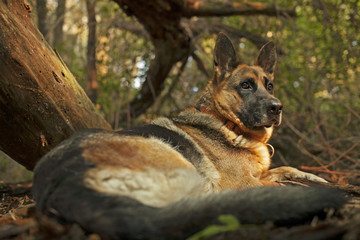 German shepherd portrait in wood.