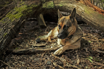 German Shepherd resting in a wood.