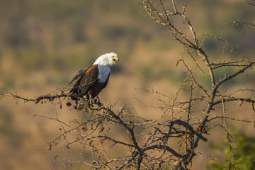African fish eagle in Kruger National park, South Africa