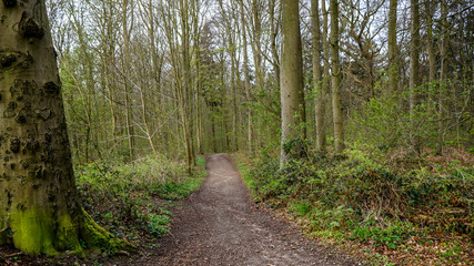 im Fr&uuml;hlingmorgen alleine auf einem Waldweg