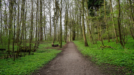 Fototapeta na wymiar grüner waldboden an einem Waldweg im Frühling