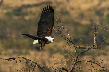 African fish eagle in Kruger National park, South Africa