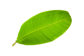 Banana leaf isolated on white background.