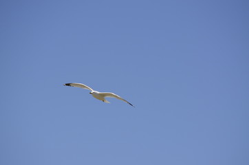 Obraz premium Beautiful lone seagull soaring on a summer day against a clear blue sky