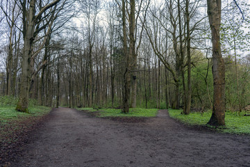 Wegzweigung im Wald, Fr&uuml;hling