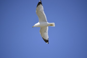Beautiful lone seagull soaring on a summer day against a clear blue sky