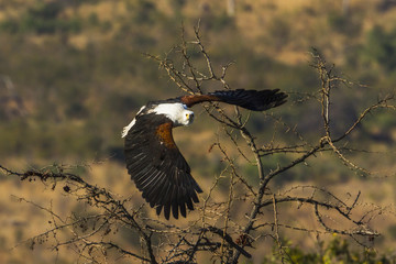 African fish eagle in Kruger National park, South Africa